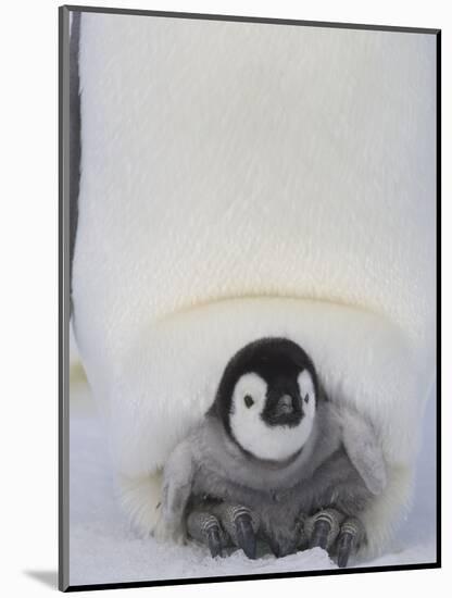 Emperor Penguin Chick on Mother's Feet-Paul Souders-Mounted Photographic Print