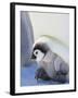 Emperor Penguin chick on parent's feet on ice, Snow Hill Island, Antarctica-Keren Su-Framed Photographic Print