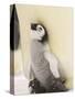 Emperor Penguin Chick on Parent's Feet-John Conrad-Stretched Canvas