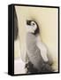Emperor Penguin Chick on Parent's Feet-John Conrad-Framed Stretched Canvas
