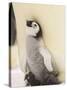 Emperor Penguin Chick on Parent's Feet-John Conrad-Stretched Canvas