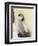 Emperor Penguin Chick on Parent's Feet-John Conrad-Framed Photographic Print