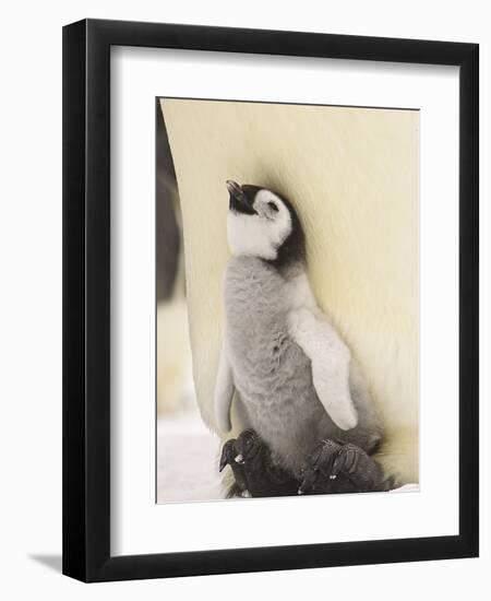 Emperor Penguin Chick on Parent's Feet-John Conrad-Framed Photographic Print