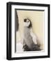 Emperor Penguin Chick on Parent's Feet-John Conrad-Framed Photographic Print