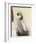 Emperor Penguin Chick on Parent's Feet-John Conrad-Framed Photographic Print