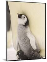 Emperor Penguin Chick on Parent's Feet-John Conrad-Mounted Photographic Print