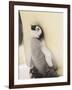Emperor Penguin Chick on Parent's Feet-John Conrad-Framed Photographic Print