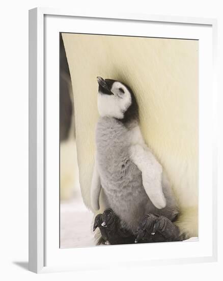 Emperor Penguin Chick on Parent's Feet-John Conrad-Framed Photographic Print