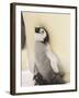 Emperor Penguin Chick on Parent's Feet-John Conrad-Framed Photographic Print