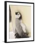 Emperor Penguin Chick on Parent's Feet-John Conrad-Framed Photographic Print