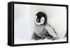 Emperor Penguin Chick Sheltering on Adult's Feet-null-Framed Stretched Canvas