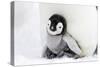 Emperor Penguin Chick Sheltering on Adult's Feet-null-Stretched Canvas