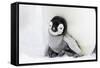 Emperor Penguin Chick Sheltering on Adult's Feet-null-Framed Stretched Canvas