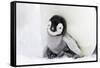 Emperor Penguin Chick Sheltering on Adult's Feet-null-Framed Stretched Canvas