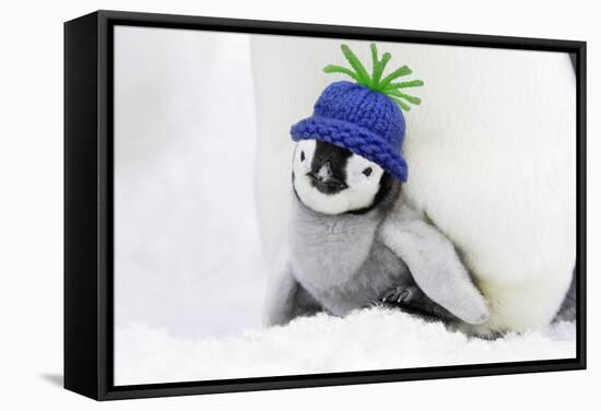 Emperor Penguin Chick Sheltering on Adult's Feet-null-Framed Stretched Canvas