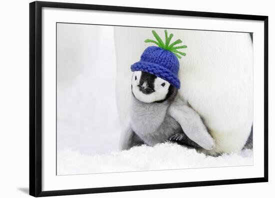 Emperor Penguin Chick Sheltering on Adult's Feet-null-Framed Photographic Print