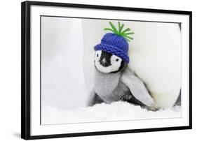 Emperor Penguin Chick Sheltering on Adult's Feet-null-Framed Photographic Print