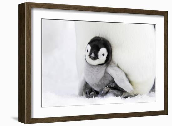 Emperor Penguin Chick Sheltering on Adult's Feet-null-Framed Photographic Print