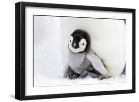 Emperor Penguin Chick Sheltering on Adult's Feet-null-Framed Photographic Print