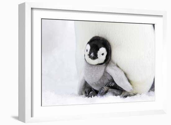 Emperor Penguin Chick Sheltering on Adult's Feet-null-Framed Photographic Print