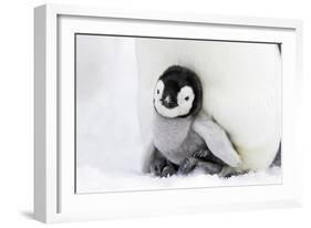 Emperor Penguin Chick Sheltering on Adult's Feet-null-Framed Photographic Print