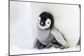 Emperor Penguin Chick Sheltering on Adult's Feet-null-Mounted Photographic Print