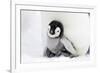 Emperor Penguin Chick Sheltering on Adult's Feet-null-Framed Photographic Print