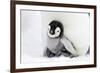 Emperor Penguin Chick Sheltering on Adult's Feet-null-Framed Photographic Print