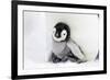 Emperor Penguin Chick Sheltering on Adult's Feet-null-Framed Photographic Print