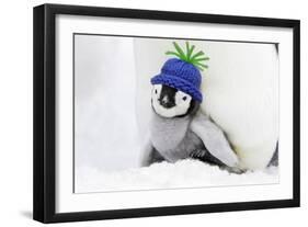 Emperor Penguin Chick Sheltering on Adult's Feet-null-Framed Photographic Print