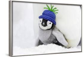 Emperor Penguin Chick Sheltering on Adult's Feet-null-Framed Photographic Print