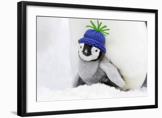 Emperor Penguin Chick Sheltering on Adult's Feet-null-Framed Photographic Print