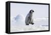 Emperor Penguin Chick Walking across Ice-null-Framed Stretched Canvas