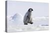 Emperor Penguin Chick Walking across Ice-null-Stretched Canvas