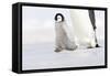 Emperor Penguin Chick Walking across Ice-null-Framed Stretched Canvas