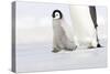 Emperor Penguin Chick Walking across Ice-null-Stretched Canvas