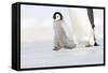 Emperor Penguin Chick Walking across Ice-null-Framed Stretched Canvas