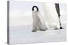 Emperor Penguin Chick Walking across Ice-null-Stretched Canvas