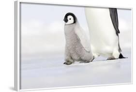 Emperor Penguin Chick Walking across Ice-null-Framed Photographic Print