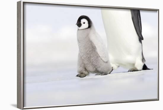 Emperor Penguin Chick Walking across Ice-null-Framed Photographic Print