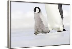 Emperor Penguin Chick Walking across Ice-null-Framed Photographic Print