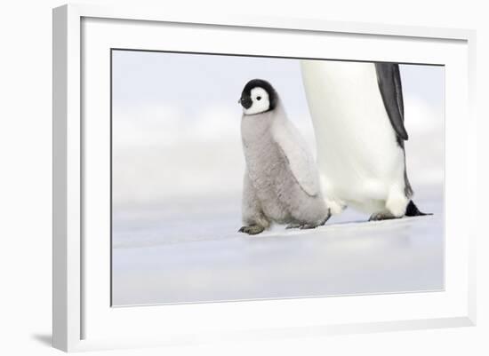 Emperor Penguin Chick Walking across Ice-null-Framed Photographic Print