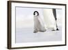 Emperor Penguin Chick Walking across Ice-null-Framed Photographic Print