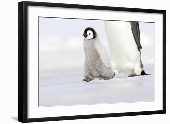 Emperor Penguin Chick Walking across Ice-null-Framed Photographic Print