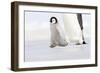 Emperor Penguin Chick Walking across Ice-null-Framed Photographic Print