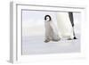 Emperor Penguin Chick Walking across Ice-null-Framed Photographic Print