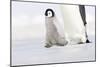 Emperor Penguin Chick Walking across Ice-null-Mounted Photographic Print