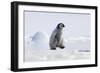 Emperor Penguin Chick Walking across Ice-null-Framed Photographic Print