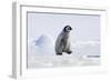 Emperor Penguin Chick Walking across Ice-null-Framed Photographic Print