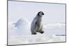 Emperor Penguin Chick Walking across Ice-null-Mounted Photographic Print